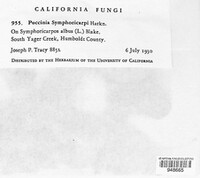 Puccinia symphoricarpi image